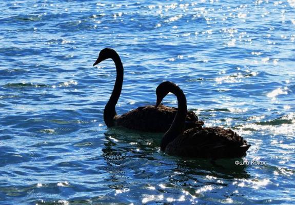 Δύο πανέμορφοι μαύροι κύκνοι ερωτοτροπούσαν το πρωί στη θάλασσα της Λεμεσού