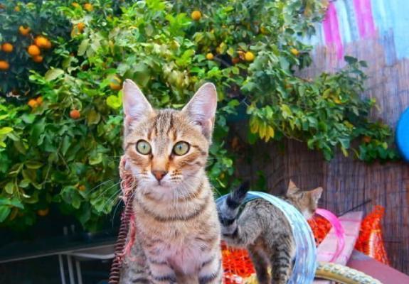Βελούδινες Πατούσες:Μια μοναδική επιχείρηση στην Κύπρο, για γάτες