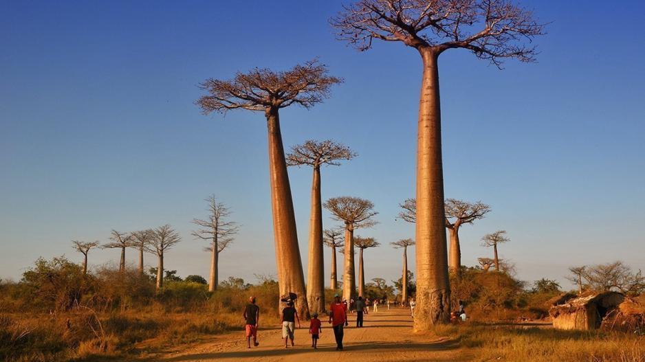 Πεθαίνουν τα γιγαντιαία δέντρα μπαομπάμ στην Αφρική