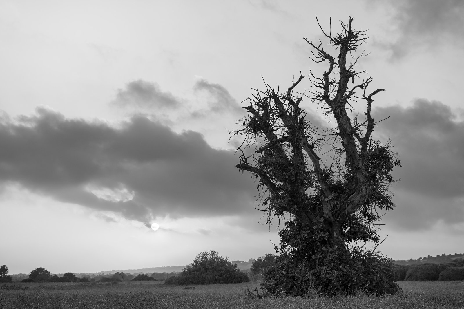 Tree of Black Gold, Kormakitis, 2014