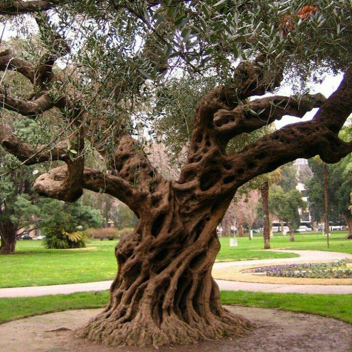 olive tree 
