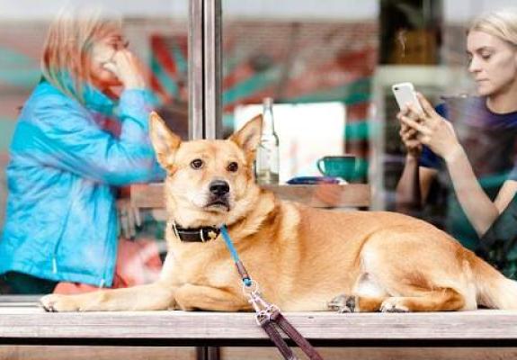 Το πρώτο Facebook για... σκύλους δημιουργήθηκε στη Θεσσαλονίκη
