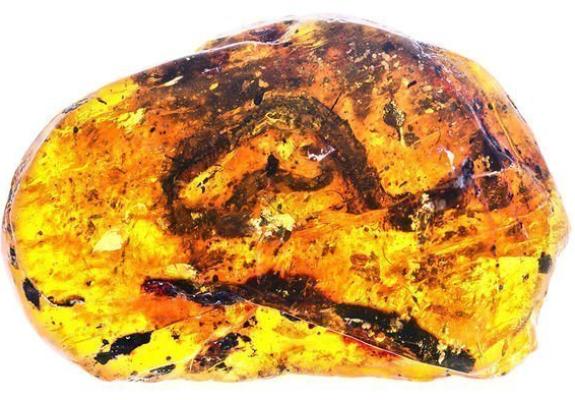 Βρέθηκε το αρχαιότερο φίδι του κόσμου