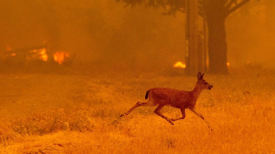 Η μεγαλύτερη φωτιά στην ιστορία της Καλιφόρνιας θα καίει ολόκληρο τον Αύγουστο