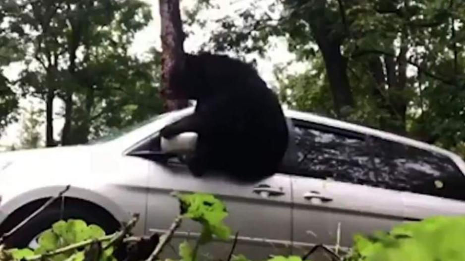 Αρκούδα εγκλωβίστηκε σε αυτοκίνητο [ΒΙΝΤΕΟ]